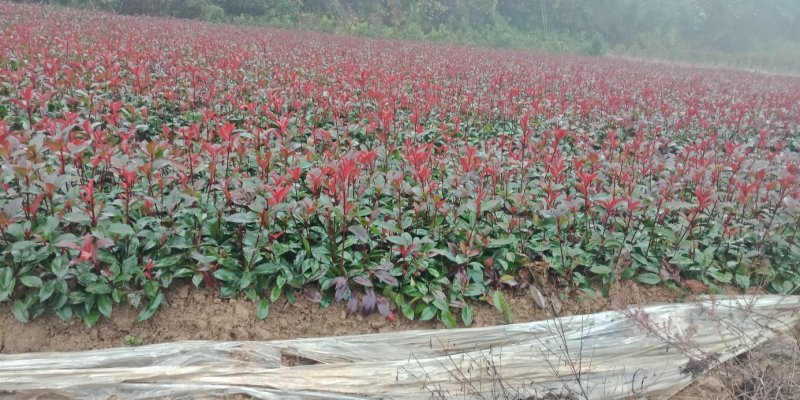 一年生到俩年生红叶石楠大量供应
