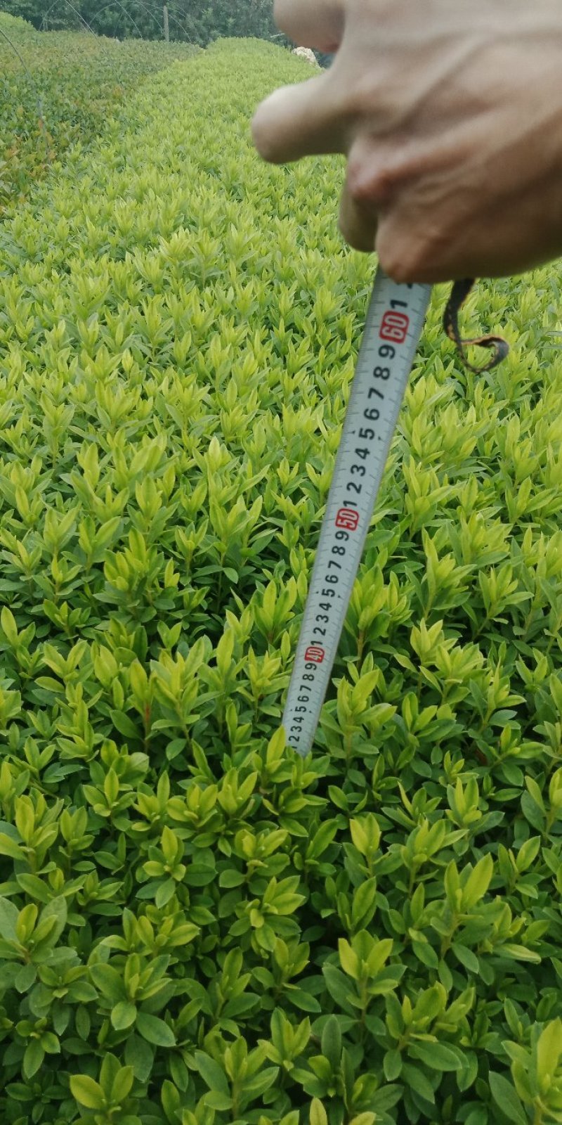 自产自销毛鹃春鹃杜鹃园林小苗