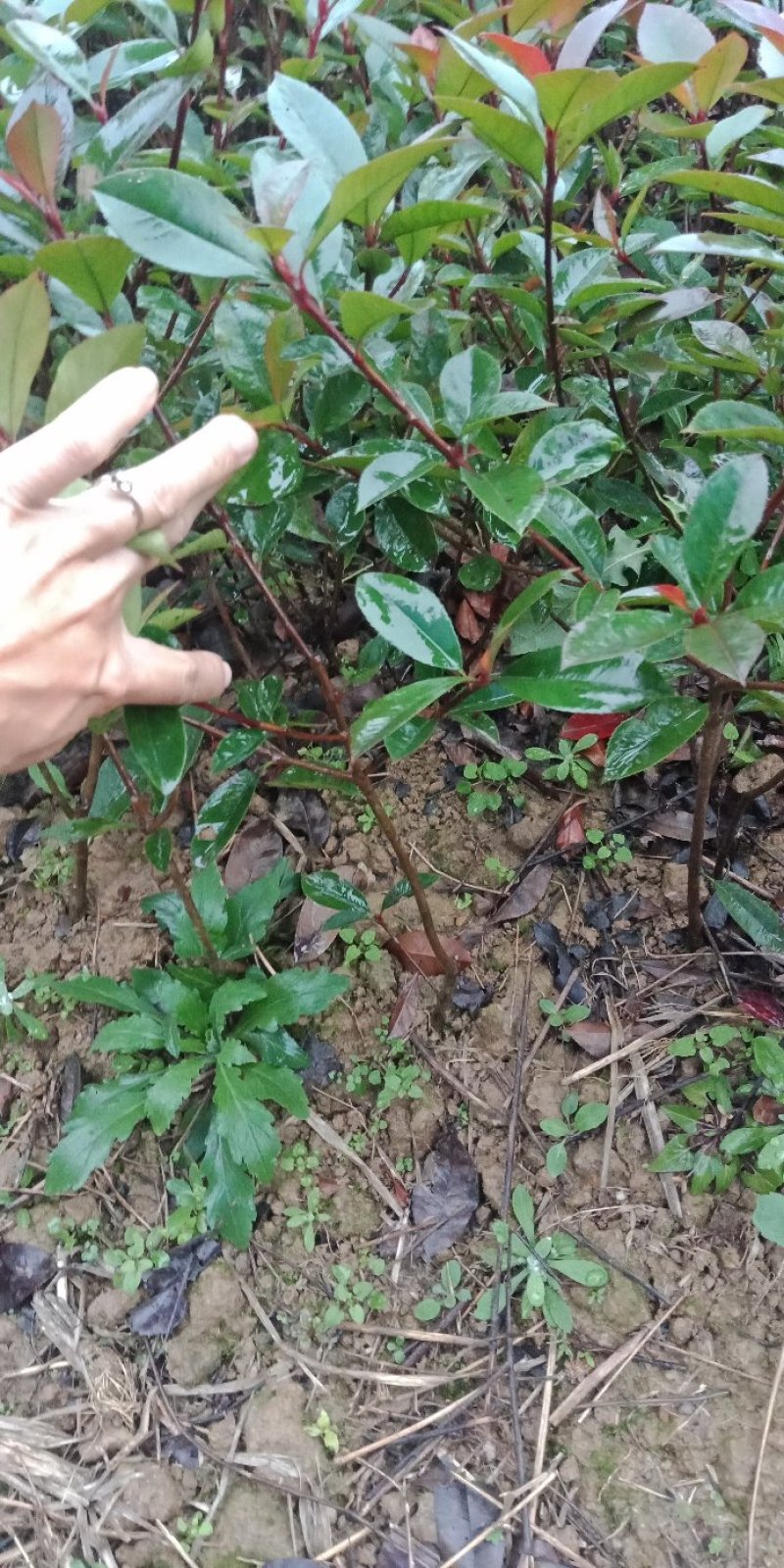 俩年生红叶石楠小苗大量供应，30-40深红叶石楠小苗