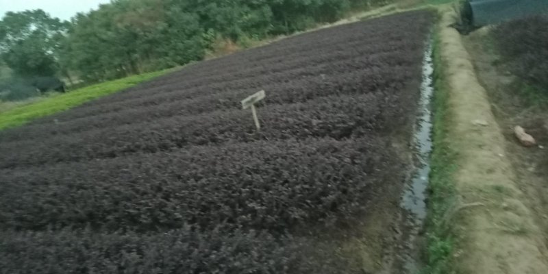 30cm深红继木小苗红桎木色块苗红花檵木小苗大量