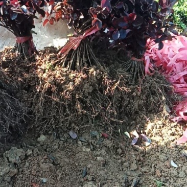 30cm深红继木小苗红桎木色块苗红花檵木小苗大量