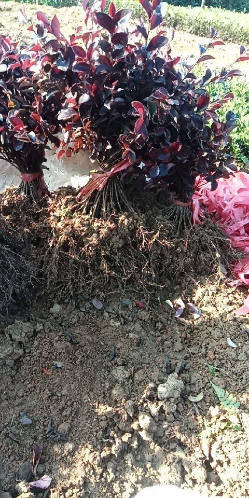 30cm深红继木小苗红桎木色块苗红花檵木小苗大量