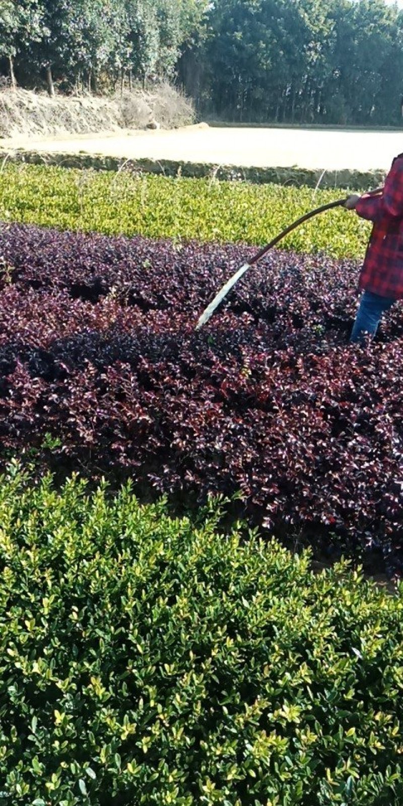 30cm深红继木小苗红桎木色块苗红花檵木小苗大量
