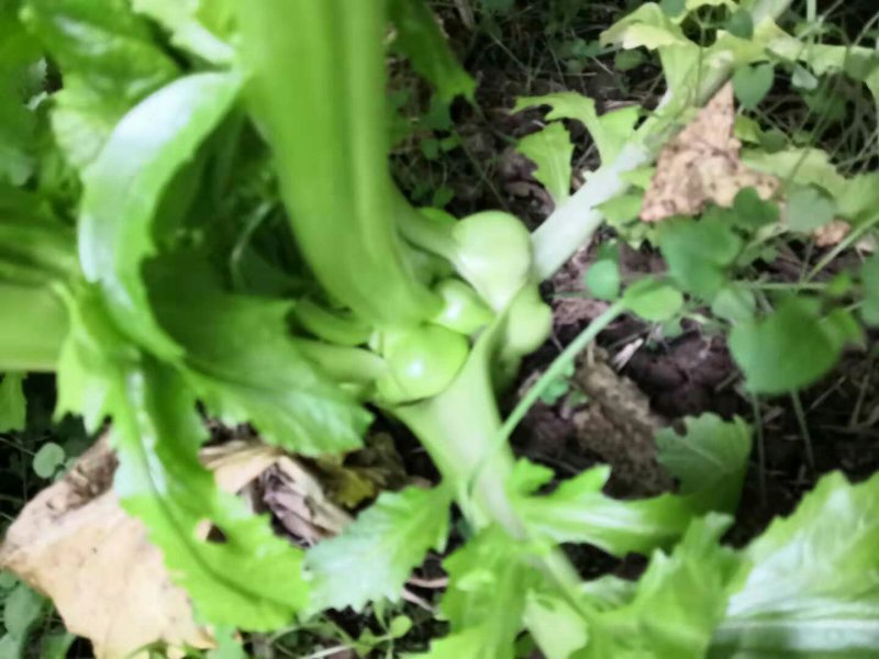 榨菜