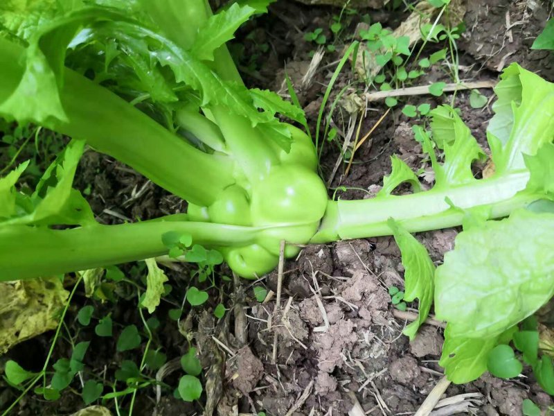 榨菜