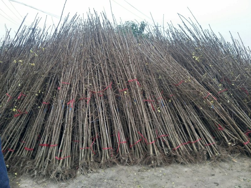 2公分银杏树银杏苗苗圃直供