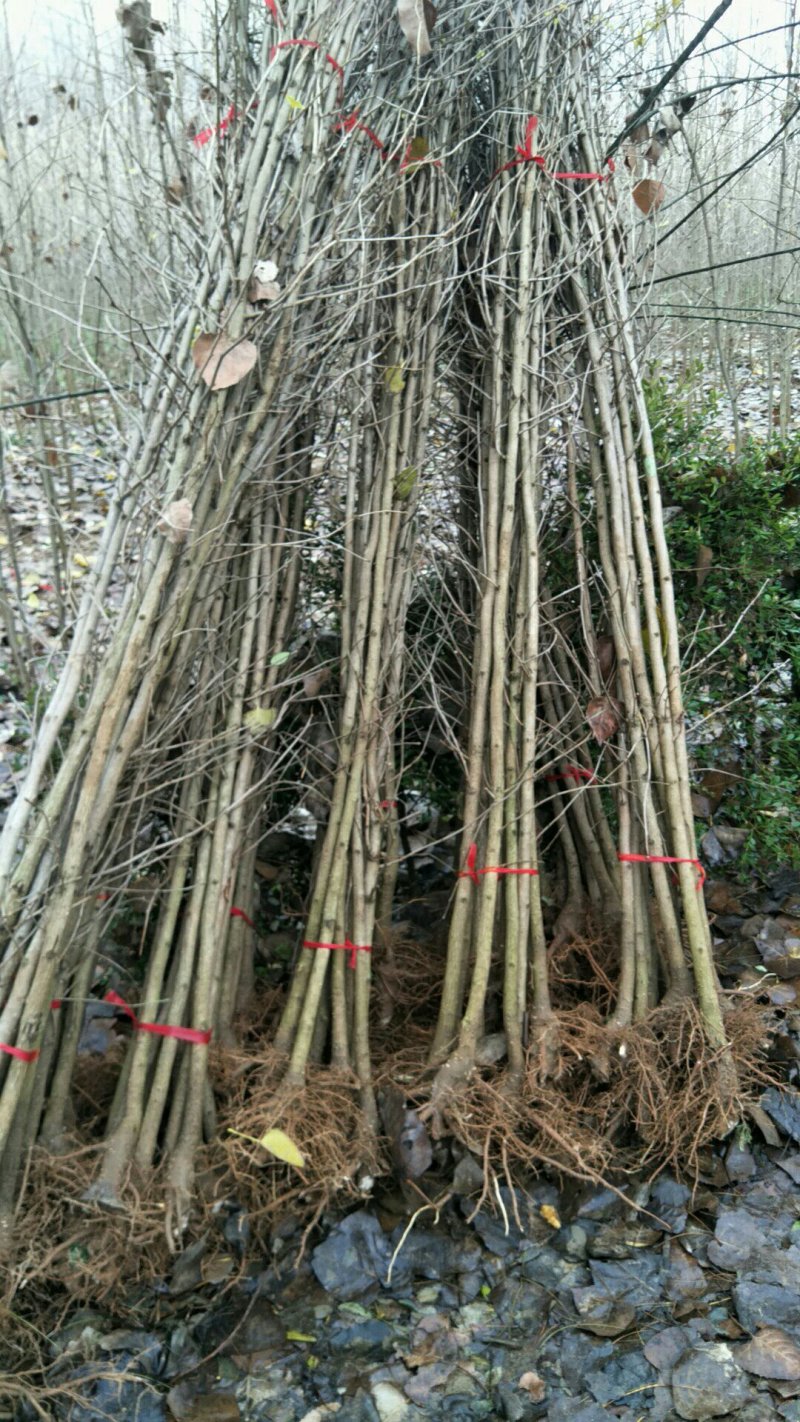 2公分银杏树银杏苗苗圃直供