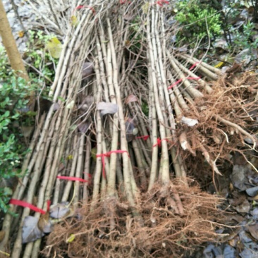 2公分银杏树银杏苗苗圃直供