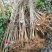 2公分银杏树银杏苗苗圃直供
