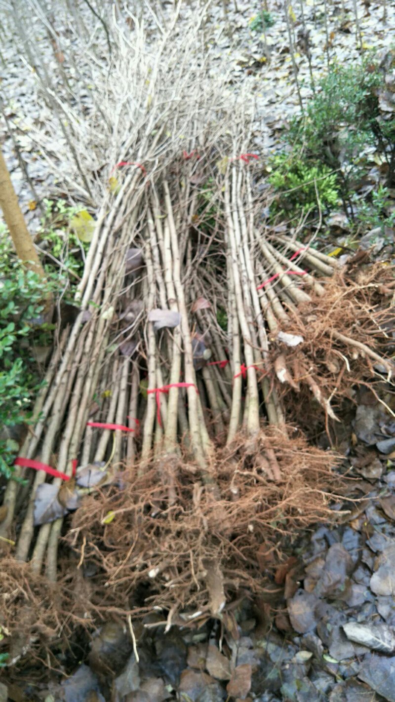 2公分银杏树银杏苗苗圃直供
