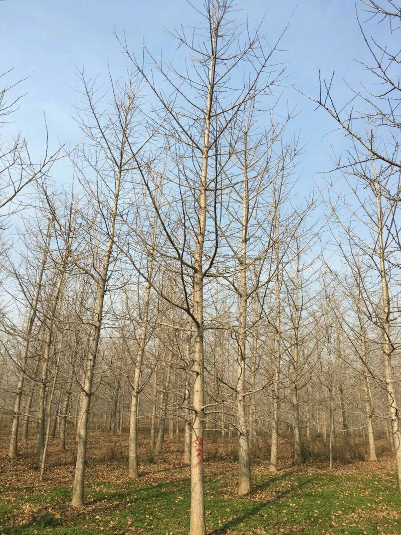 绿化苗木