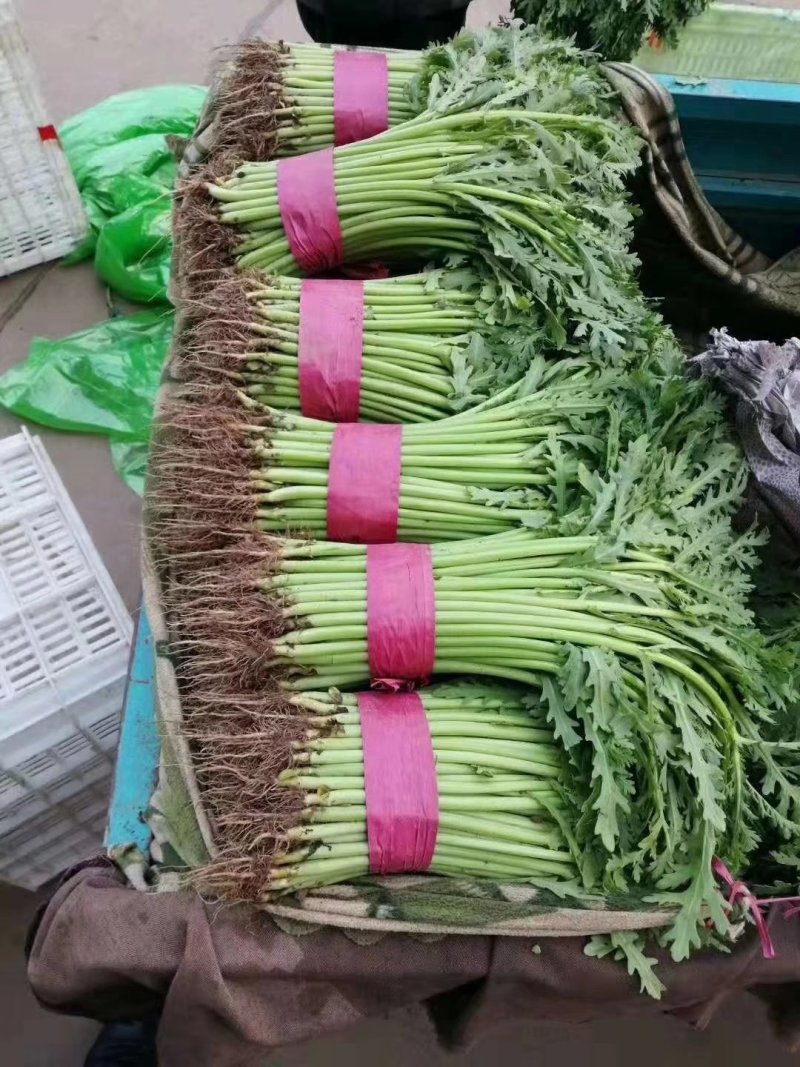 精品茼蒿，一年四季大量供应，以及各种精品叶菜，需要联系我