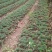 珍惜植物三尖杉苗木基地直销，规格齐全，全国包邮，价低，价