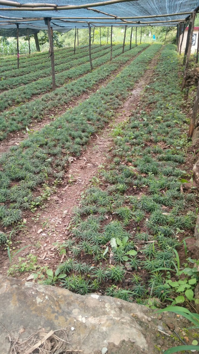 珍惜植物三尖杉苗木基地直销，规格齐全，全国包邮，价低，价