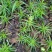 珍惜植物三尖杉苗木基地直销，规格齐全，全国包邮，价低，价