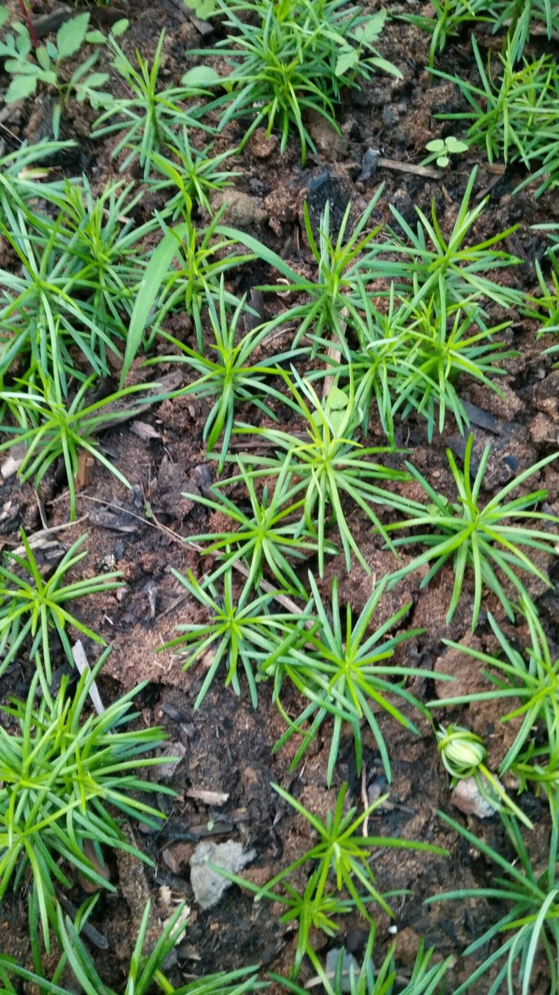 珍惜植物三尖杉苗木基地直销，规格齐全，全国包邮，价低，价