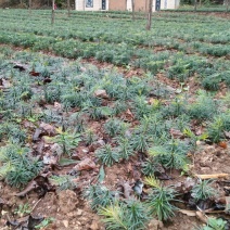 珍惜植物三尖杉苗木基地直销，规格齐全，全国包邮，价低，价