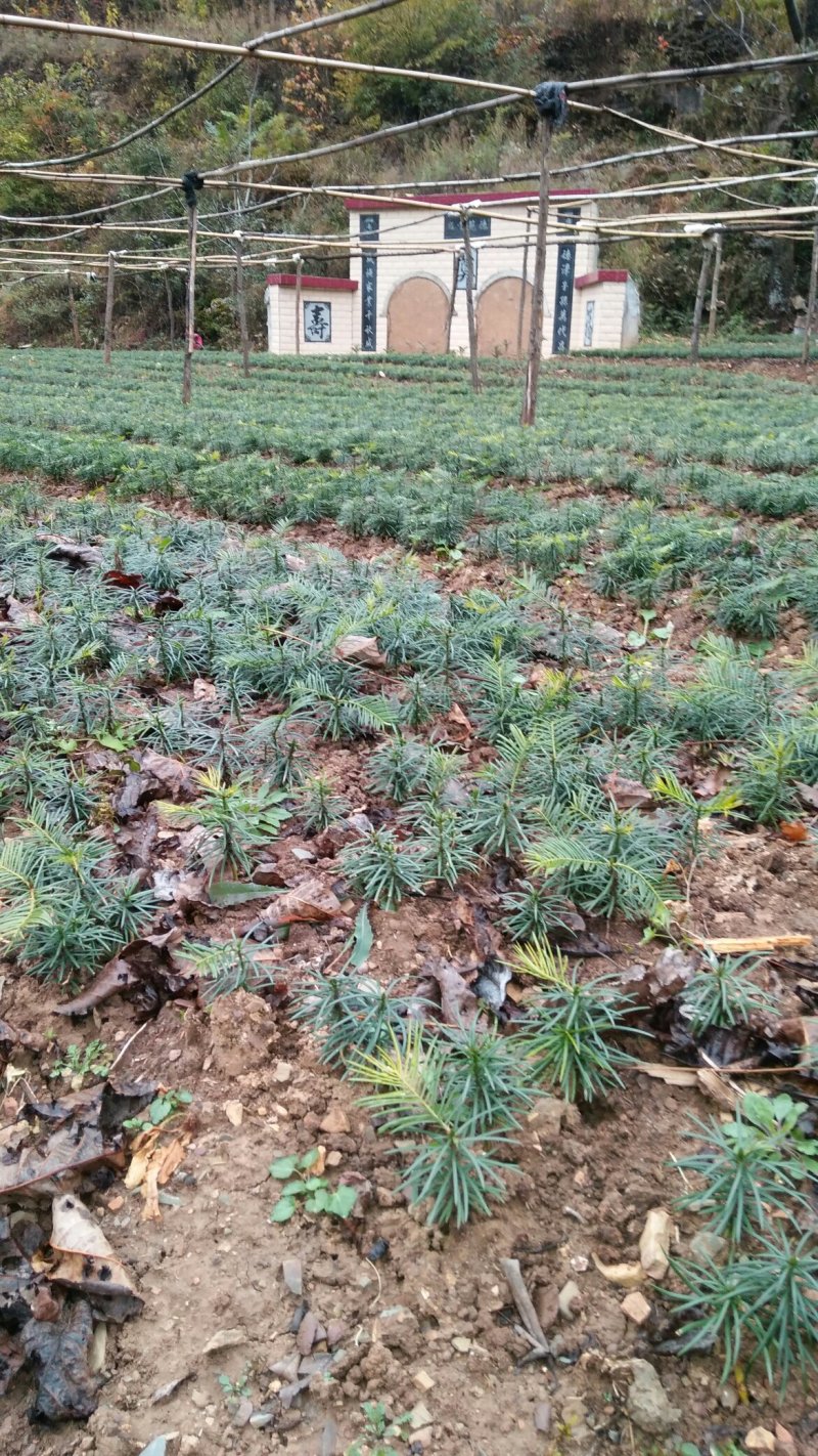 珍惜植物三尖杉苗木基地直销，规格齐全，全国包邮，价低，价