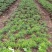 珍惜植物三尖杉苗木基地直销，规格齐全，全国包邮，价低，价