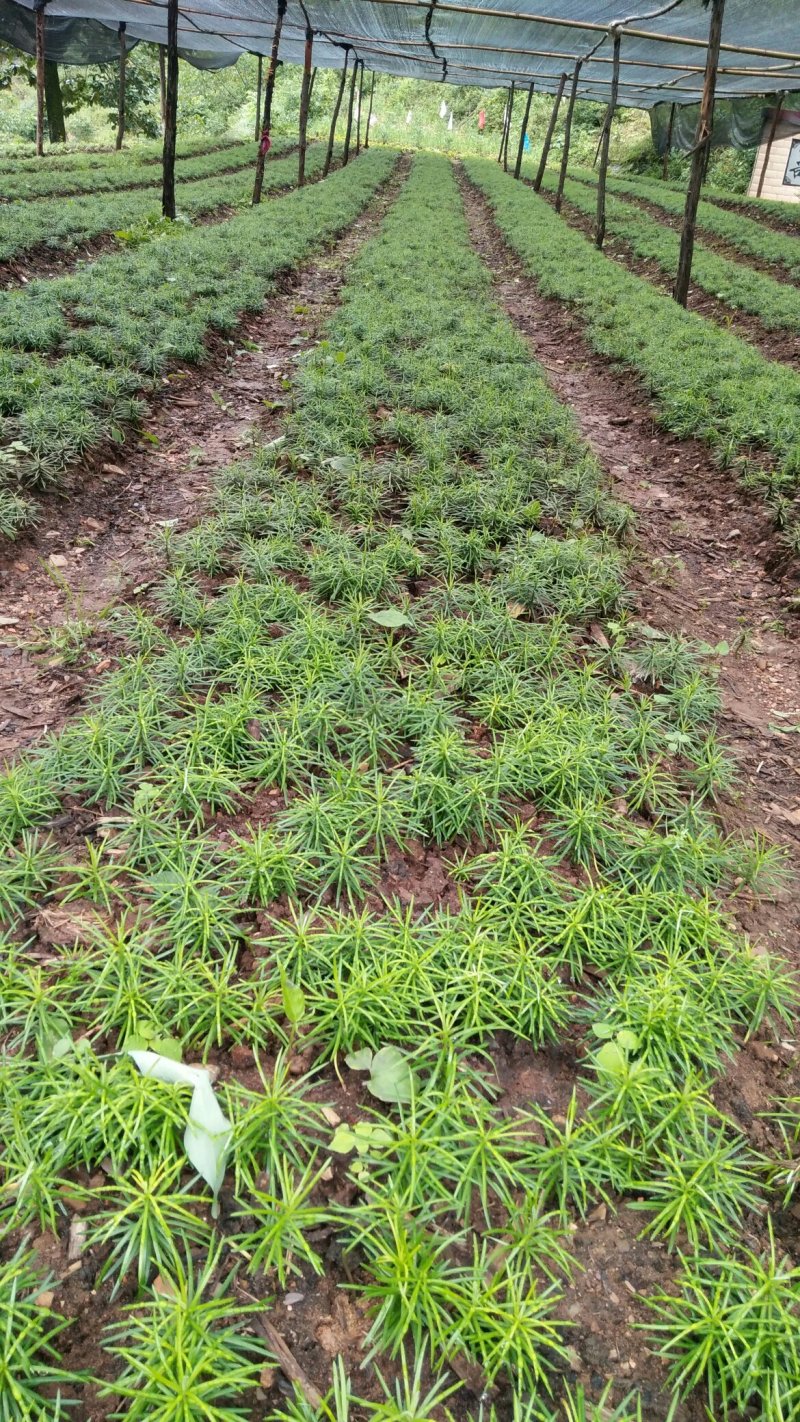 珍惜植物三尖杉苗木基地直销，规格齐全，全国包邮，价低，价