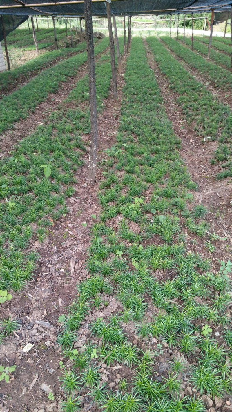珍惜植物三尖杉苗木基地直销，规格齐全，全国包邮，价低，价