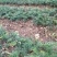 珍惜植物三尖杉苗木基地直销，规格齐全，全国包邮，价低，价