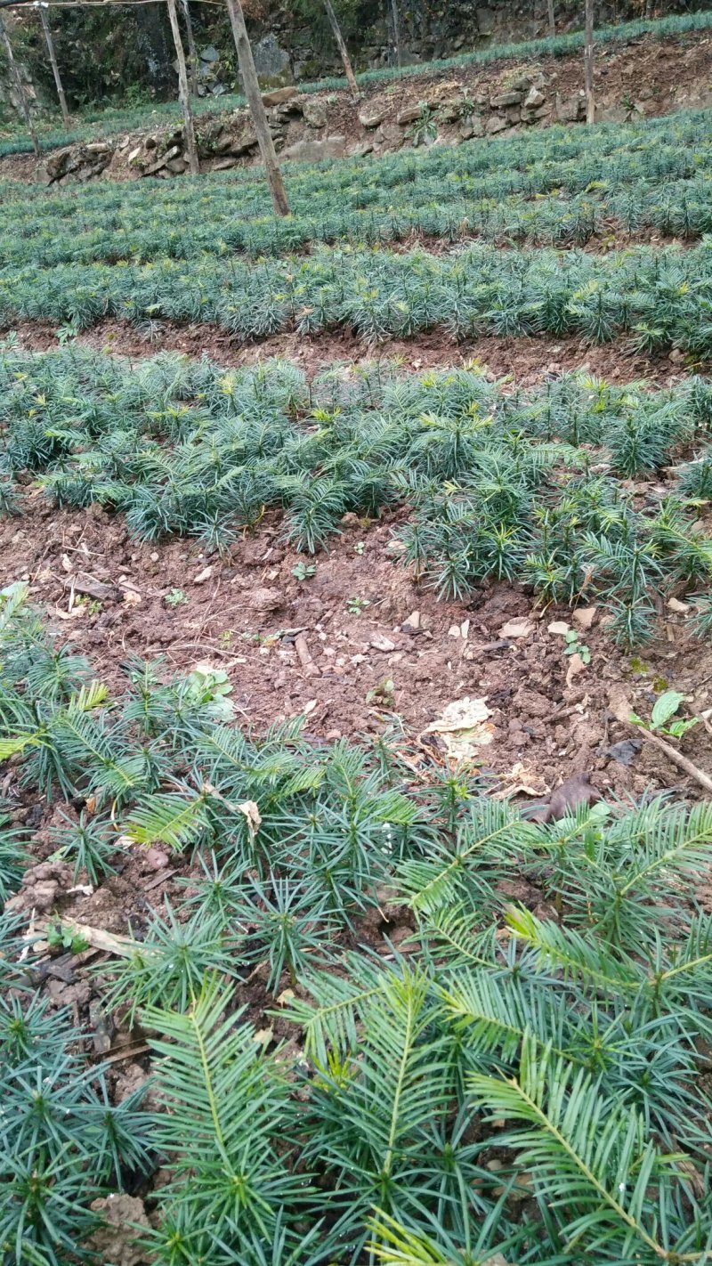 珍惜植物三尖杉苗木基地直销，规格齐全，全国包邮，价低，价