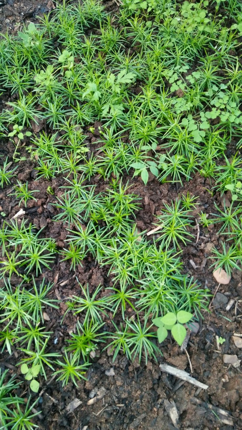 珍惜植物三尖杉苗木基地直销，规格齐全，全国包邮，价低，价