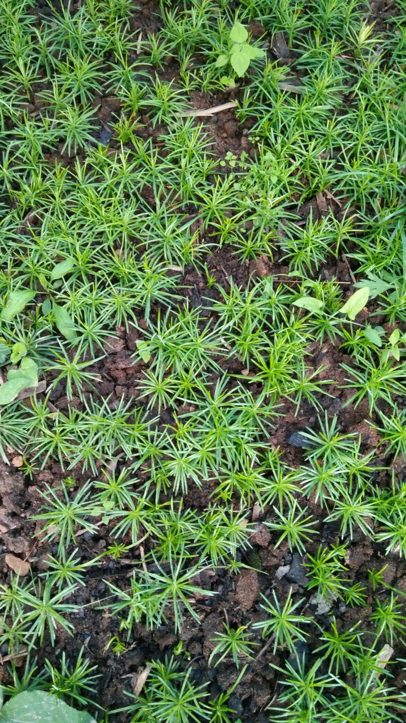 珍惜植物三尖杉苗木基地直销，规格齐全，全国包邮，价低，价