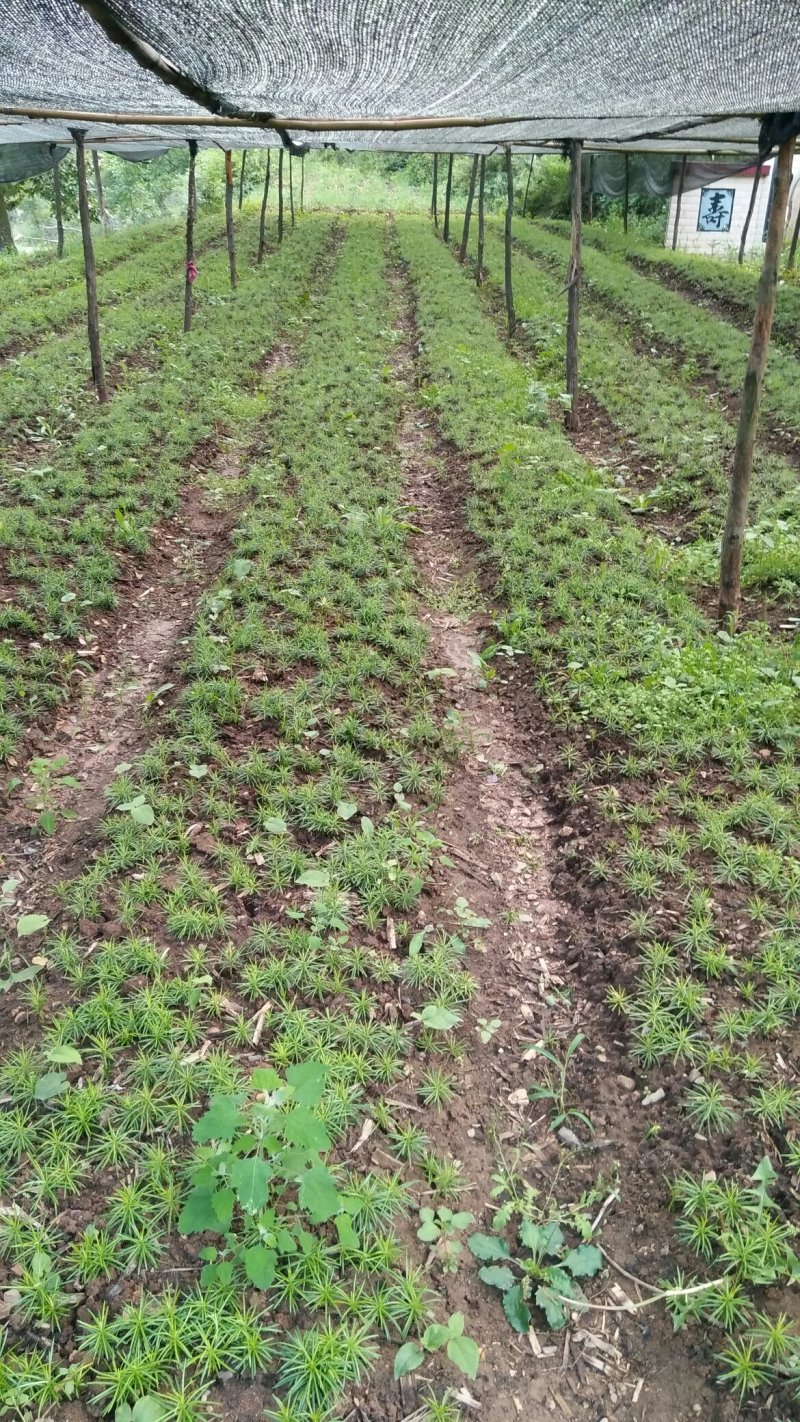 珍惜植物三尖杉苗木基地直销，规格齐全，全国包邮，价低，价