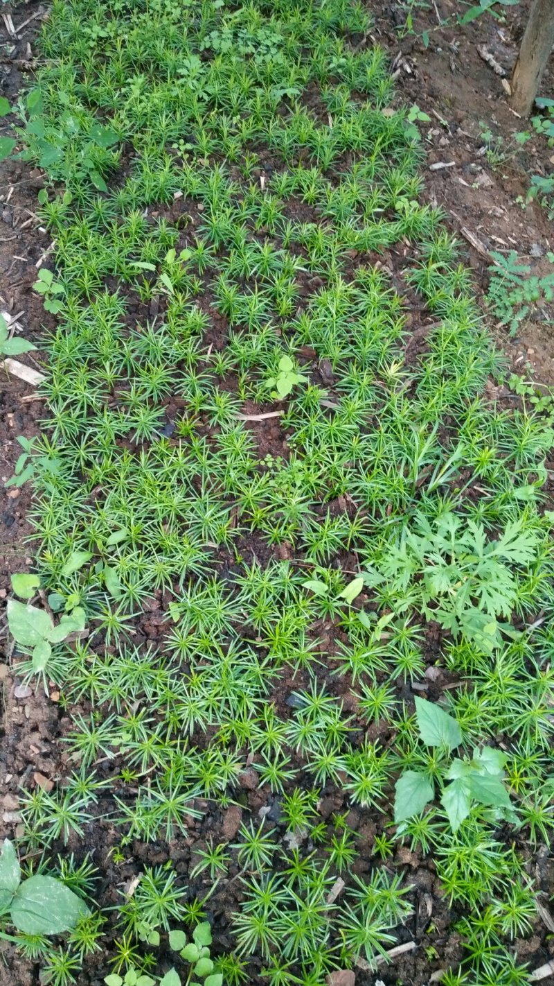 珍惜植物三尖杉苗木基地直销，规格齐全，全国包邮，价低，价