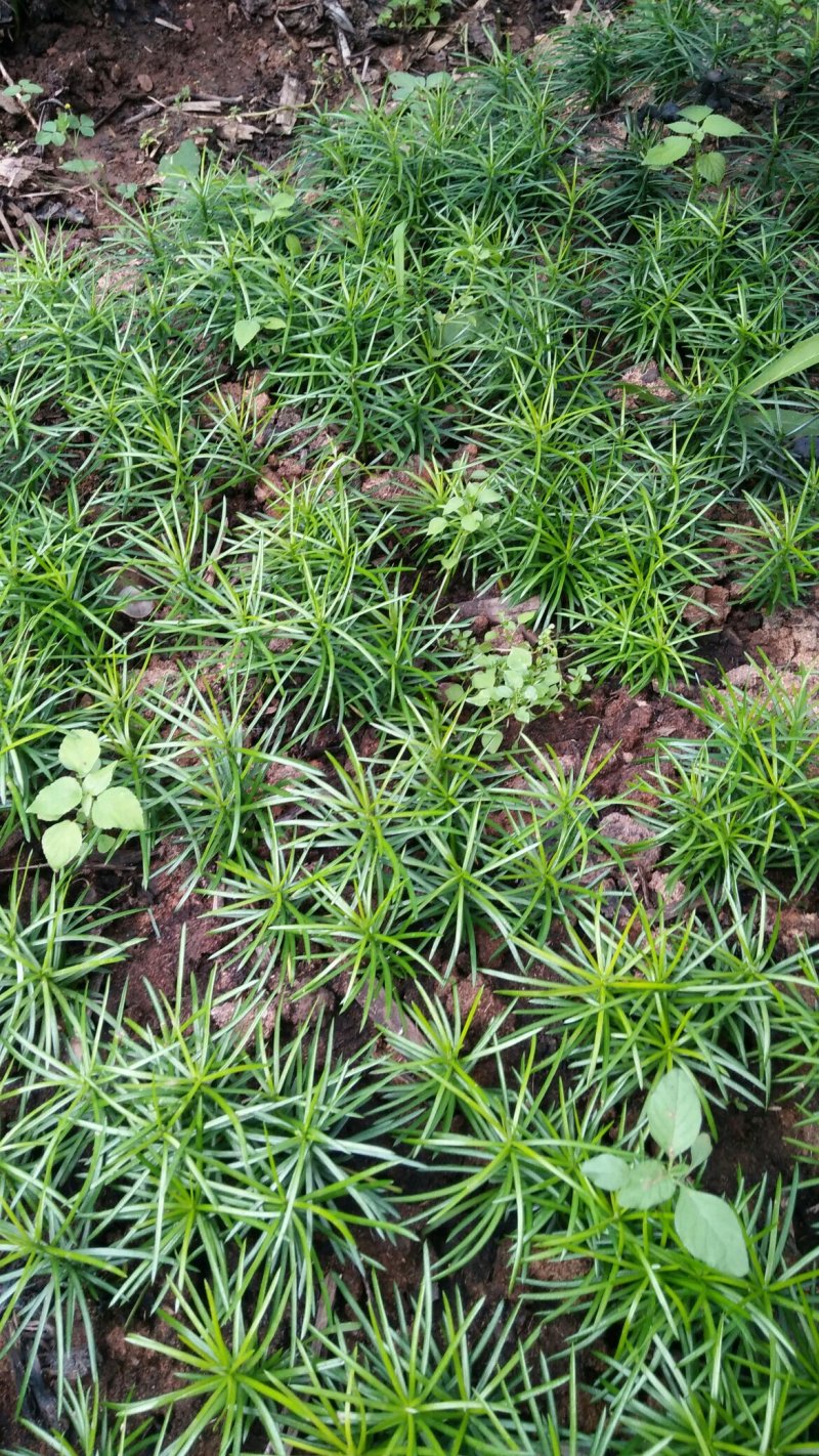 珍惜植物三尖杉苗木基地直销，规格齐全，全国包邮，价低，价
