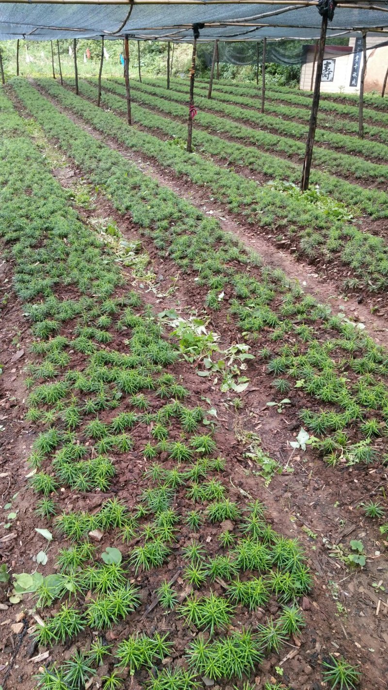 珍惜植物三尖杉苗木基地直销，规格齐全，全国包邮，价低，价