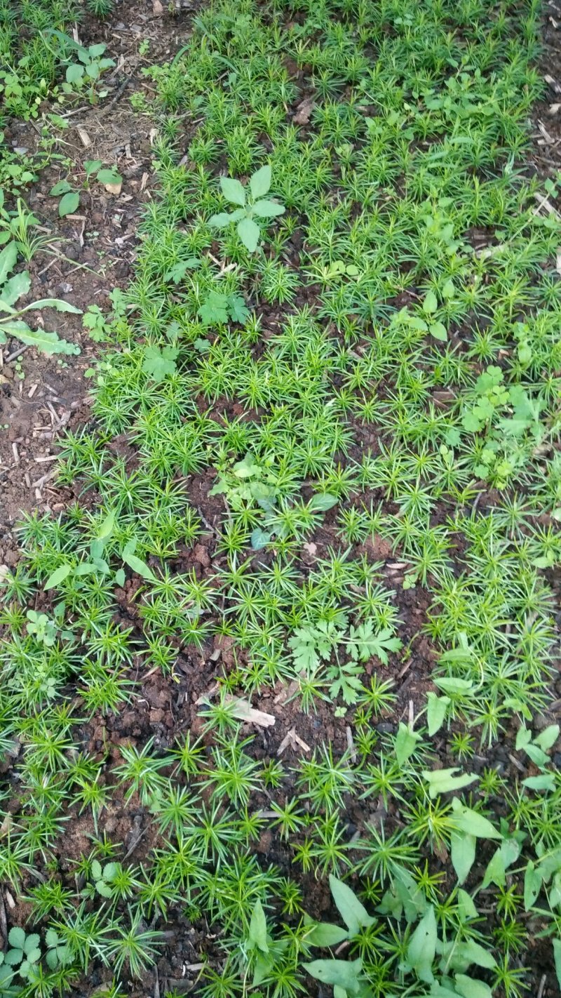 珍惜植物三尖杉苗木基地直销，规格齐全，全国包邮，价低，价