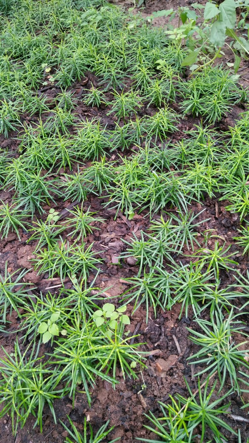 珍惜植物三尖杉苗木基地直销，规格齐全，全国包邮，价低，价