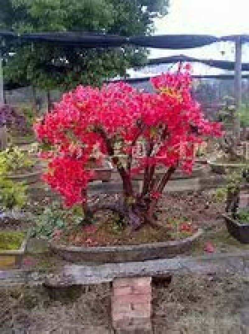 原生映山红树桩，