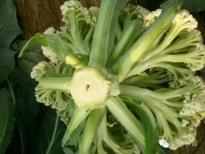 【精】郑研松宝65菜花种子，花球大，产量高