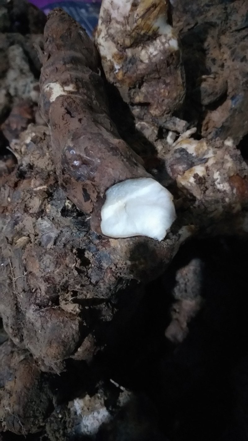 湖南甘甜高粉质土茯苓