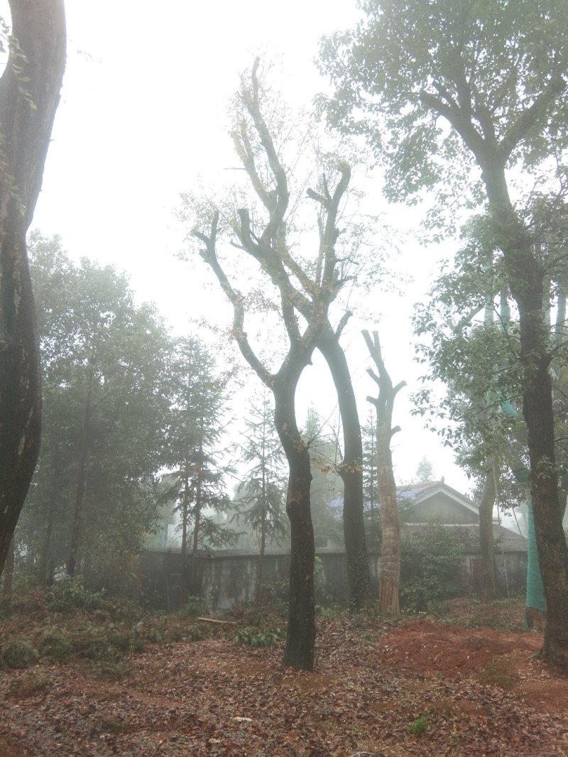 基地直销30至40骨架移植榆树