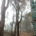 基地直销30至40骨架移植榆树