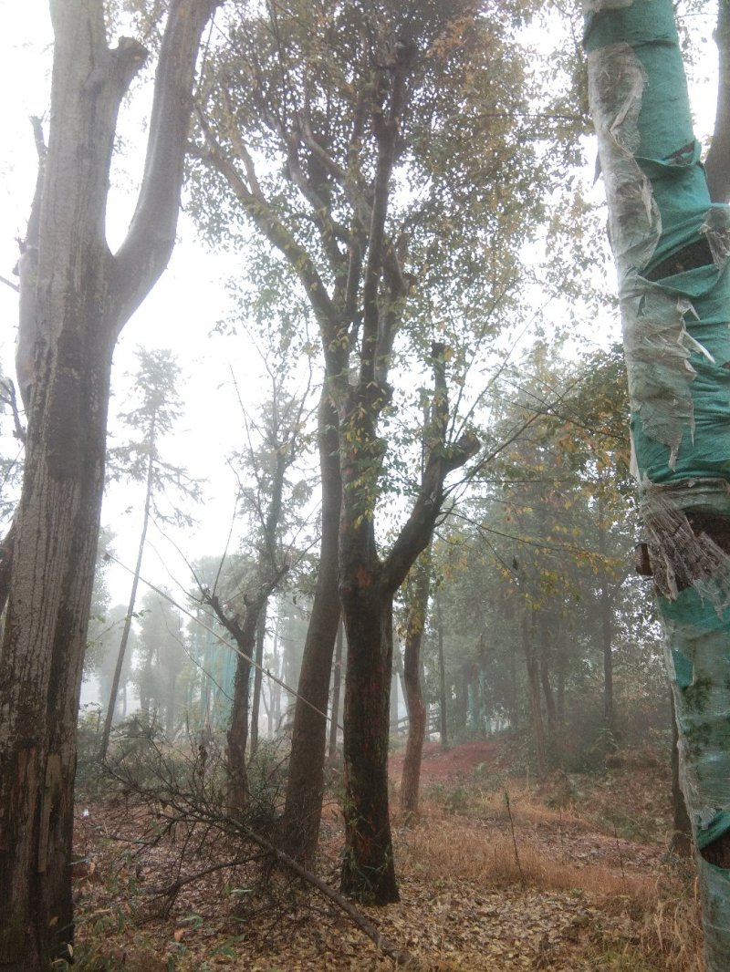 基地直销30至40骨架移植榆树