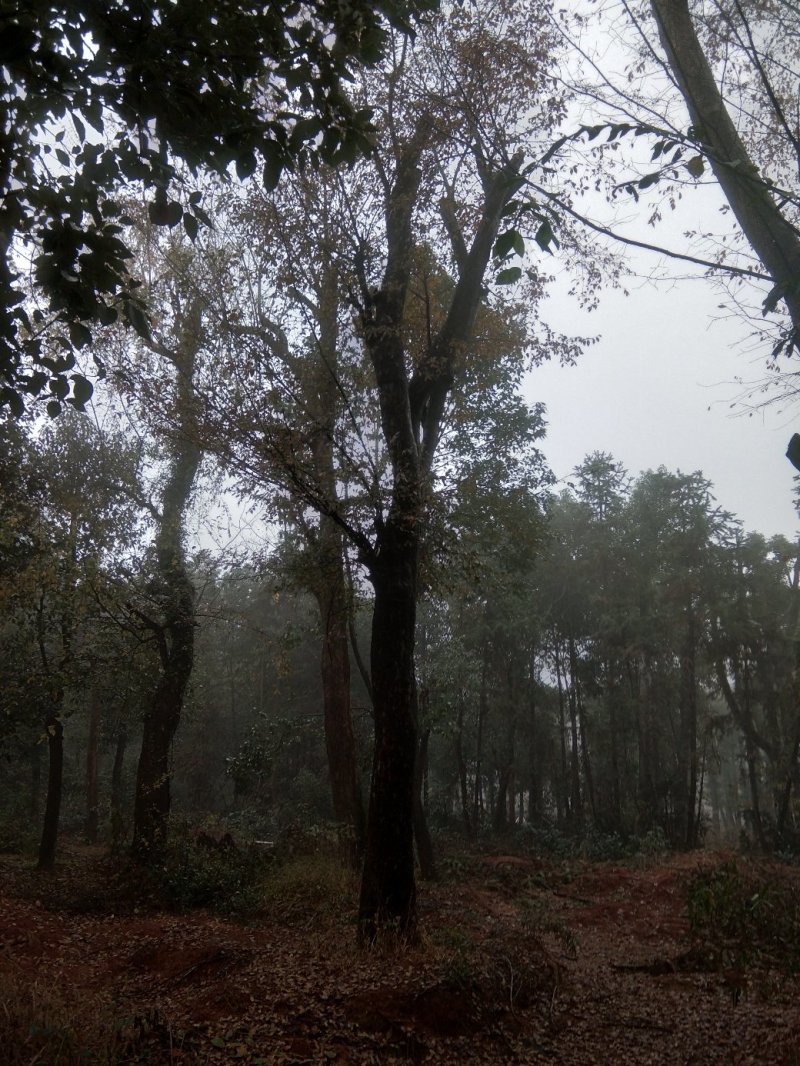 基地直销30至40骨架移植榆树