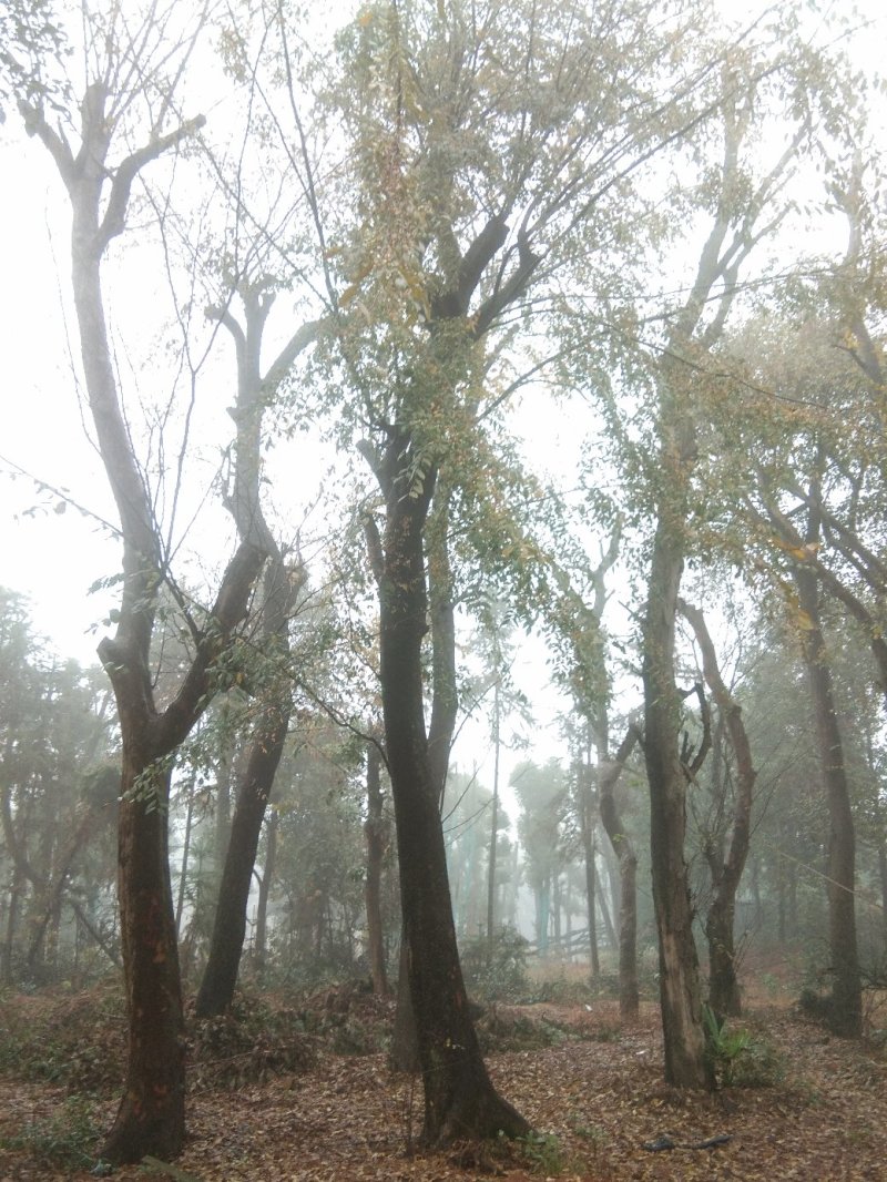 基地直销30至40骨架移植榆树