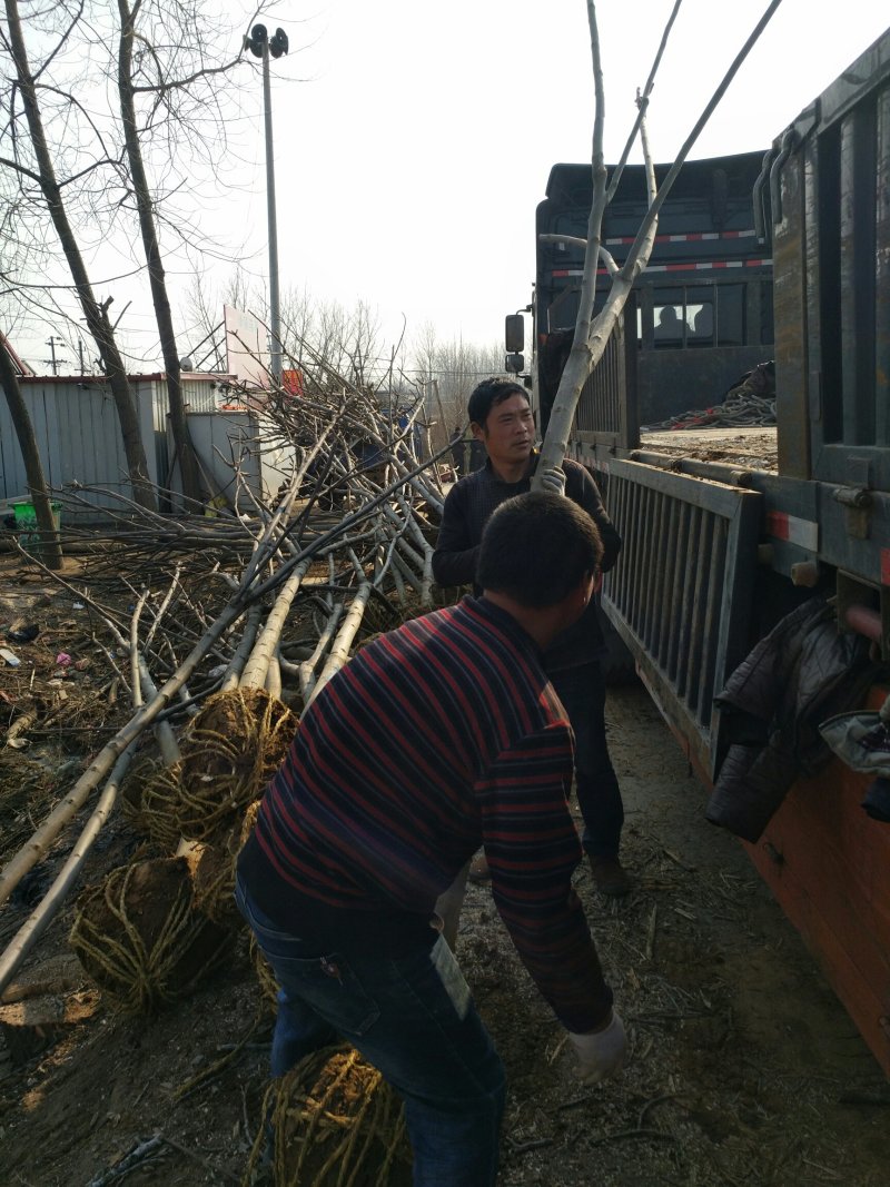 栾树5公分8一15公分栾树价格低了，产地大量