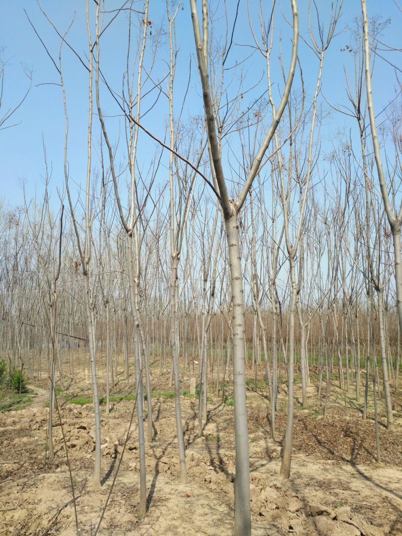 栾树5公分8一15公分栾树价格低了，产地大量