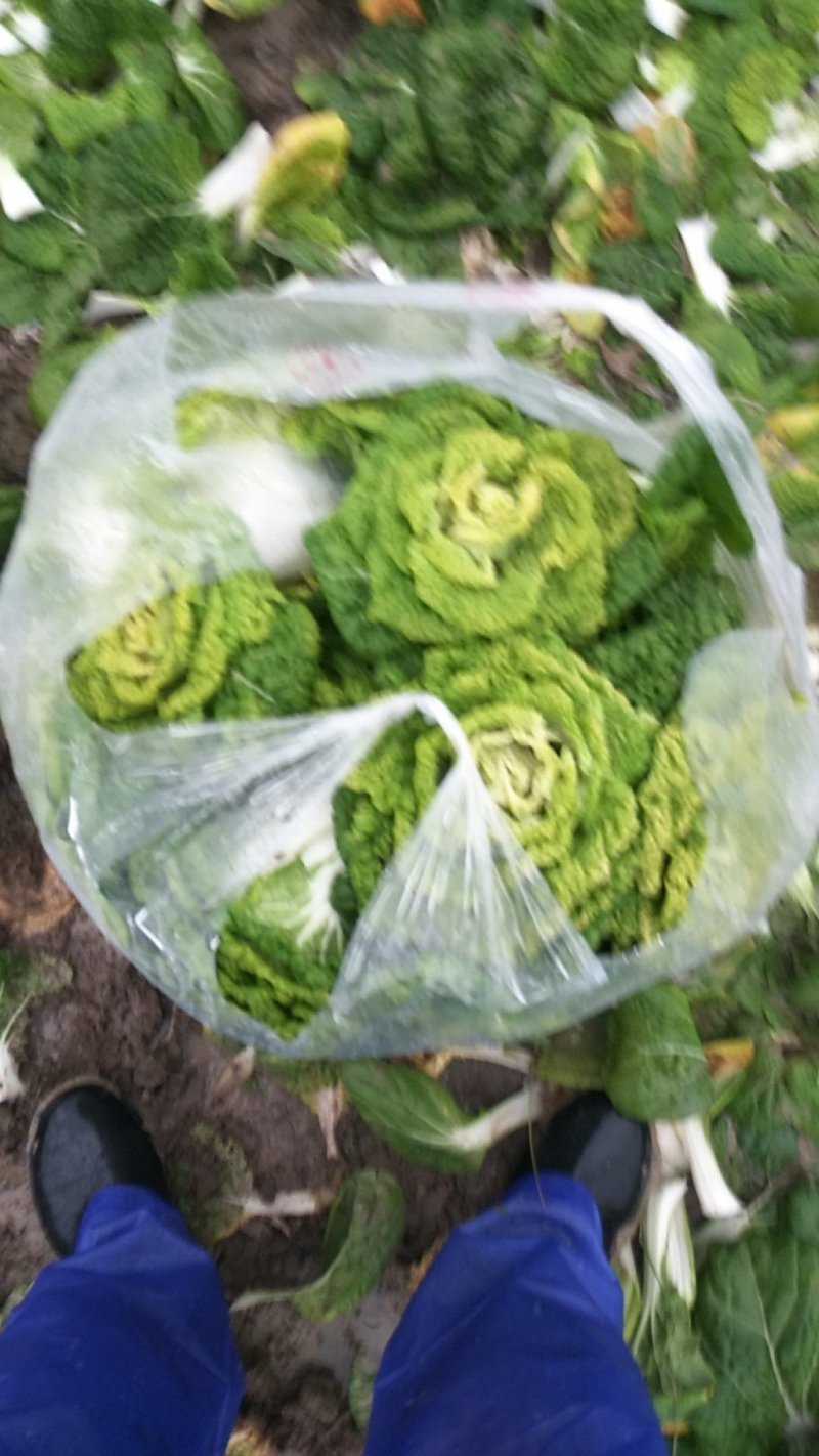 超级黄心菜