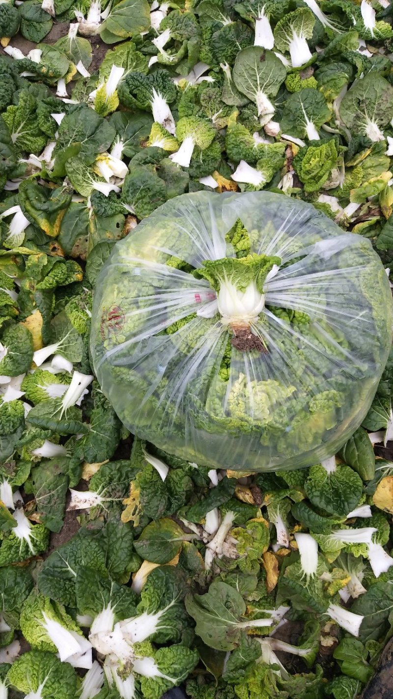 超级黄心菜