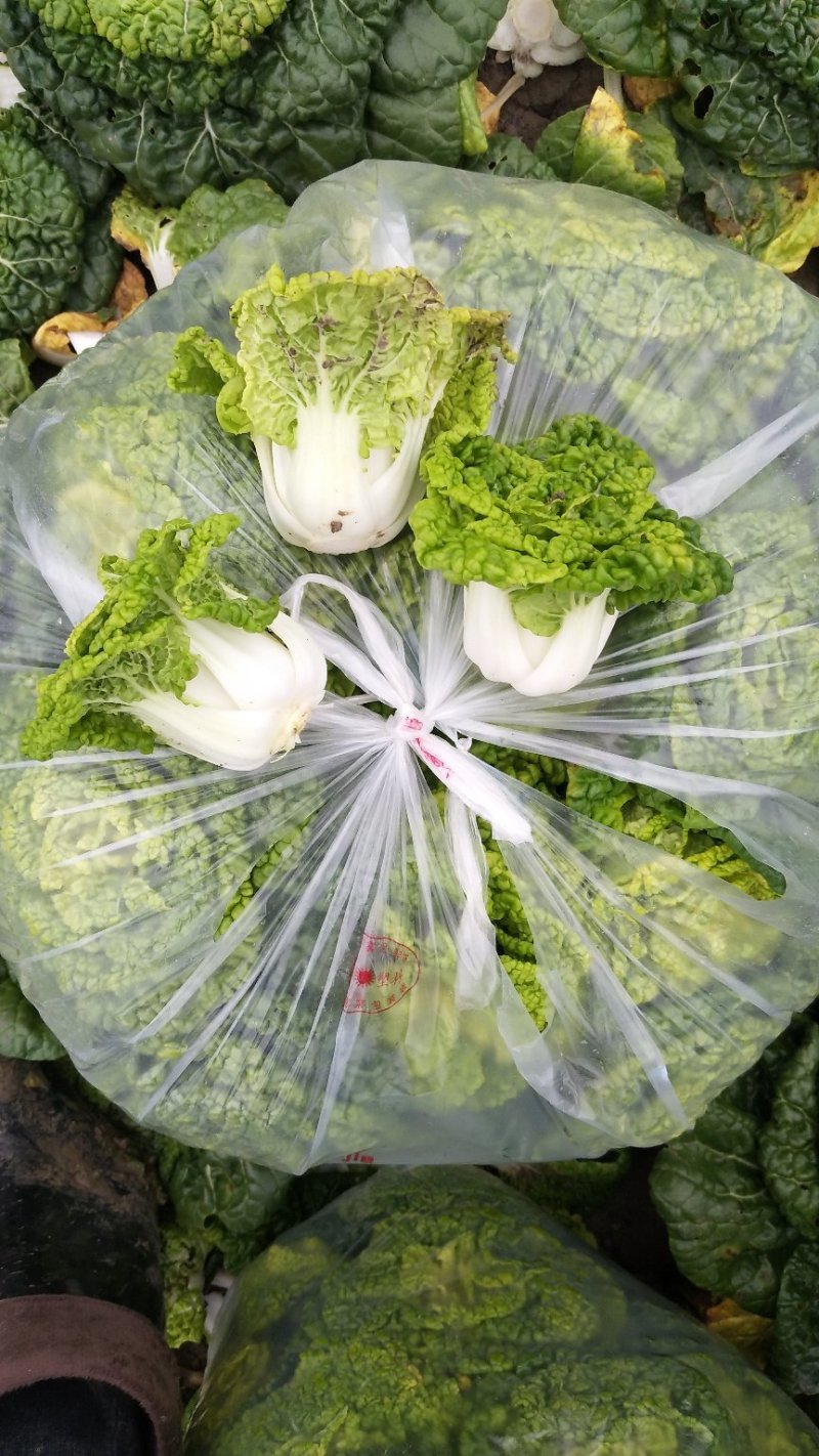 超级黄心菜