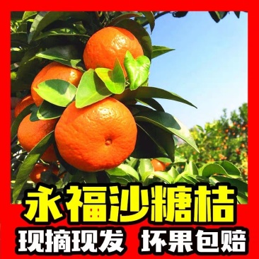 [广西柑桔-沙糖桔4~5cm一级大量现货欢迎咨询