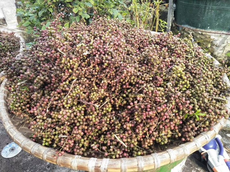山花椒